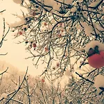 Boscobo - Relax & Natura Appartement